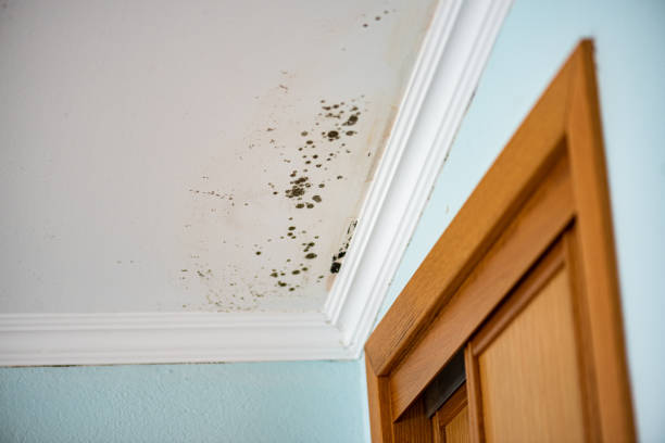 Why You Should Choose Our Mold Remediation Services in Senoia, GA